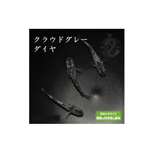 メダカ「クラウドグレーダイヤ」2ペア