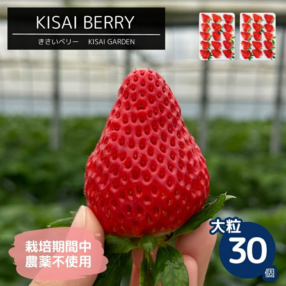 【ふるさと納税】【 予約受付中・2026年1月頃より順次発送 】KISAI BERRY 大粒 30個 【数量限定】 | 栽培期間中農薬不使用 苺 いちご イチゴ 紅ほっぺ 徳島 鳴門 果物 フルーツ スムージー ジャム