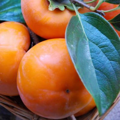 ふるさと納税 和歌山市 【厳選・産直】和歌山産富有柿約4kg 化粧箱入り(2L〜4Lサイズおまかせ)【和歌山市】 |  | 02