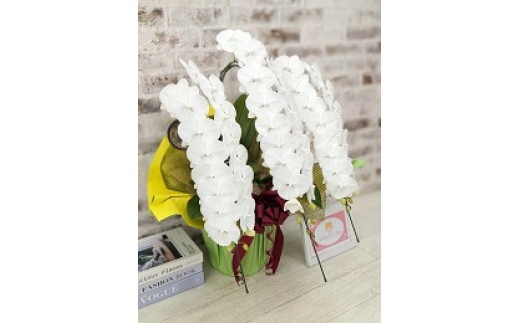 B103 【全国洋ラン品評会受賞品種】ミディ系ホワイト胡蝶蘭！『リトルシルキー』＊３本立＊ [ＬＳ－３]