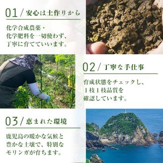 鹿児島モリンガ青汁3袋セット