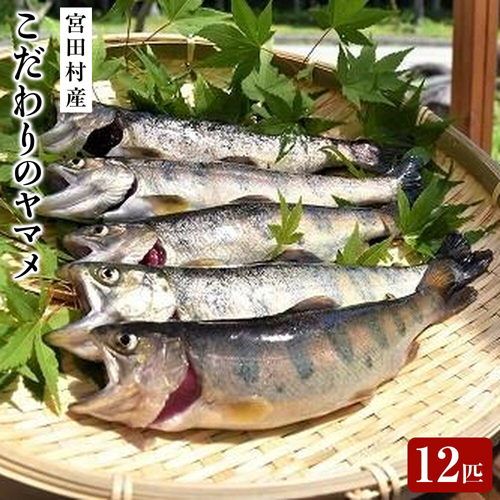 【ふるさと納税】宮田村産こだわりのヤマメ12匹セット（息吹館） | 山女 山女魚 やまめ 魚介類 魚貝類 水産 BBQ キャンプ 季節限定 お魚 さかな 食品 駒ヶ岳 清流 上伊那 宮田村 長野 ご当地グルメ 高級 ギフト お祝い プレゼント プレミアム 高級食材 お取り寄せ 山荘