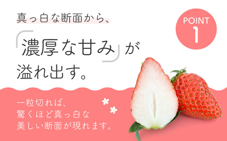いちご かおり野 250g×2 こちファーム 滋賀県 東近江市 O-G03 いちご 苺 ストロベリー かおり野 大粒 完熟 産直 甘い ブランド苺 フルーツ 果物 滋賀