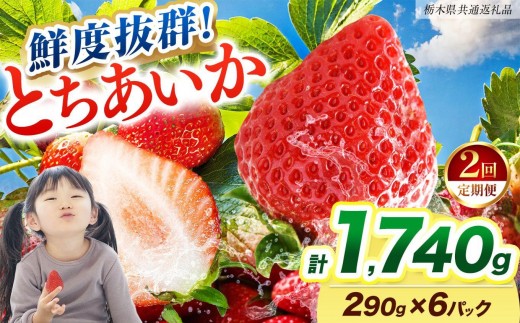【2027年先行予約】〔定期便2回〕鮮度抜群 いちご とちあいか 290g×6P【栃木県共通返礼品】
