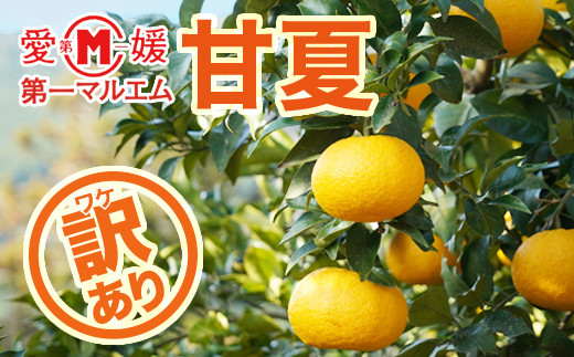 
                  訳あり 甘夏 10kg 7000円 みかん mikan 蜜柑 ミカン わけあり あまなつ 産地直送 国産 農家直送 期間限定 数量限定 特産品 ゼリー ジュース アイス 冷凍 みかん 等に 人気 甘い フルーツ 果物 柑橘 おいしい ジューシー 愛媛県 愛南町 第一マルエム青果有限会社
                