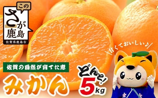 
                  【先行予約】【発送は2026年9月中旬頃から1月中旬頃】佐賀県産みかん”約5kg（箱込み重量）｜【数量限定】混合サイズ｜濃縮旨み ｜ 国産 佐賀県産 ミカン 蜜柑 果物 フルーツ 送料無料  A-227
                