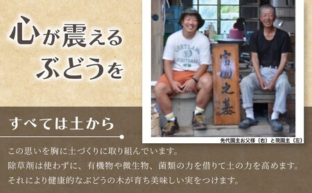【鐘美館】標高750mで育ったクリスマスシャインマスカット1キロ以上（2～3房） ※2025年12月22日発送
