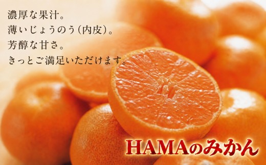 【先行受付】ミネラルを運ぶ潮風に吹かれ甘く育ったみかんを厳選　完熟「HAMAのみかん」　正味約7ｋｇ【39-96】/ みかん ミカン 3kg 5kg 7kg フルーツ 果物  くだもの 柑橘 完熟 産