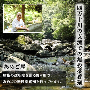 焼くだけ簡単！無投薬で四万十育ちのあめごの開き（中サイズ7匹）  おつまみ バーベキュー BBQ アウトドア アメゴ 魚 魚介 川魚 塩焼き あめご 開き 干物／Eay-04