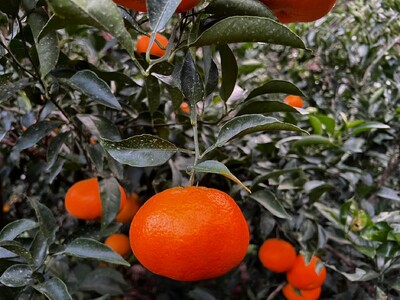 【先行予約】【家庭用】はるみ 約5kg | 柑橘 みかん 果物 フルーツ 愛媛県産 農家直送 　※離島への配送不可　※2026年2月上旬より順次発送予定  IKTAU004