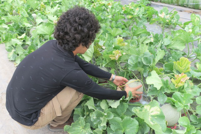 【先行予約】北海道栗山町産 幻のメロン 2玉