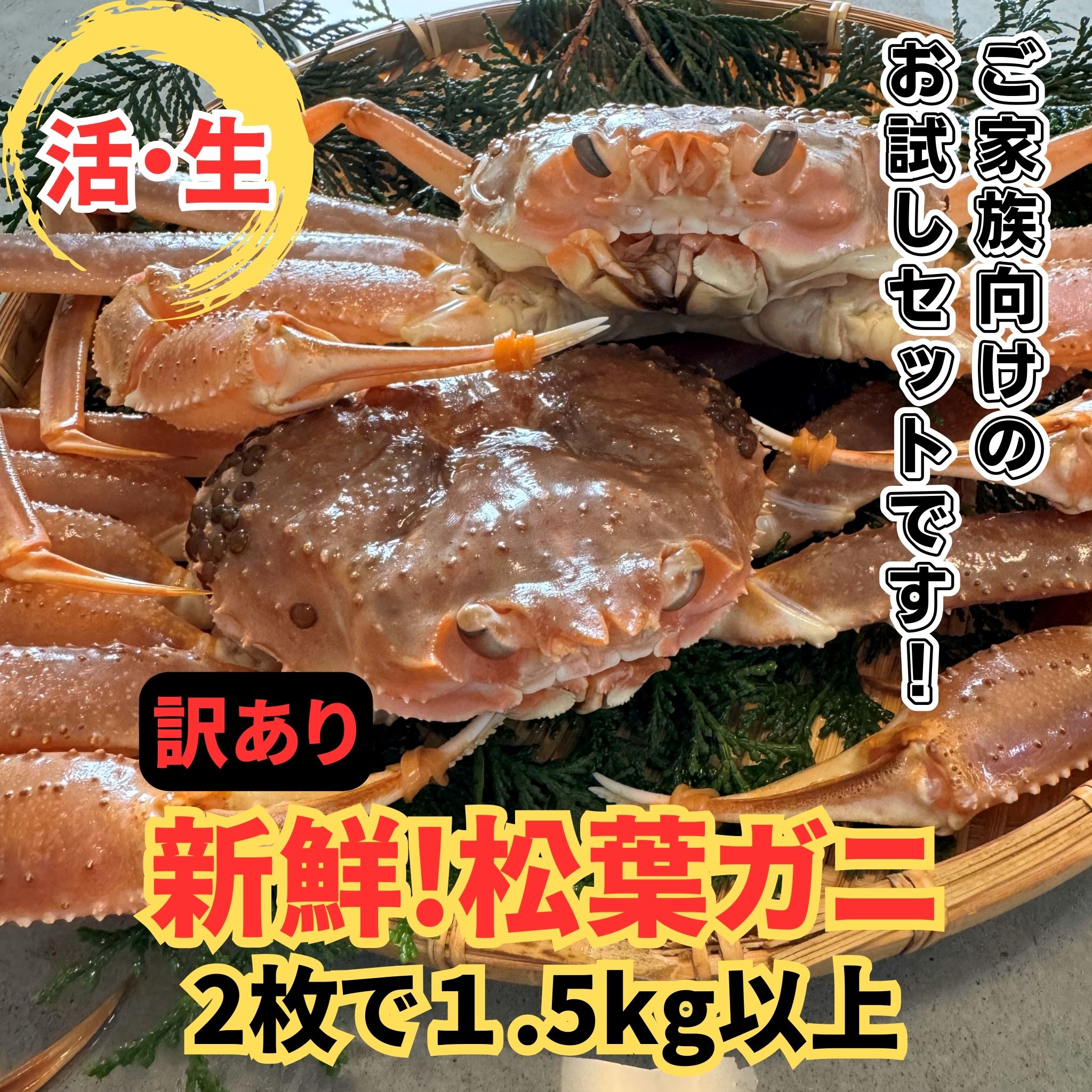 <訳あり>活！松葉ガニ1.5kg 鳥取網代港 岩美 松葉がに ずわいがに かに ※お届けは2026年11月中旬～【さかなや新鮮組】【22099】
