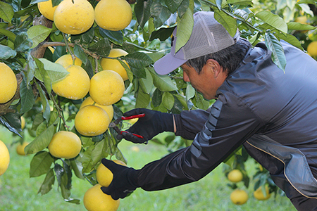 小野果樹園の文旦【家庭用大玉】5kg