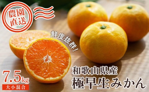 
                  【極早生みかん】みかん 7.5kg 家庭用 大小混合サイズ 和歌山県海南市産 産地直送
                