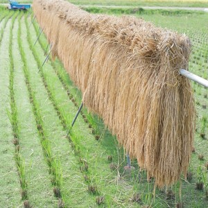 【令和8年産】南信州産はざかけ米 コシヒカリ 約10kg | 龍ノ穂 －リュウノスイー