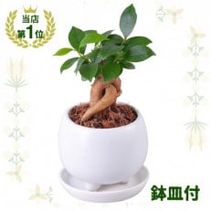 観葉植物 ミニ ガジュマル 陶器 鉢植