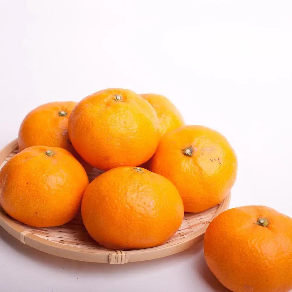 ［先行予約］家庭用 大きな有田みかん2.5kg+250g（傷み補償分）［2026年11月中旬から2027年1月末日頃、順次発送予定］［IKE222］