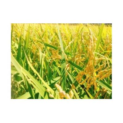 ふるさと納税 高島市 実生庵の近江米【四季風流】琵琶の龍神(R) 滋賀県高島市産 5kg×1袋 精米済 MS267 |  | 03