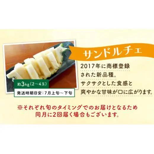 定期便 4回 パイナップル 旬果便 