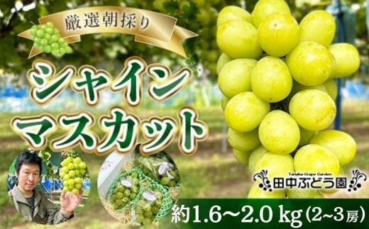 
            厳選朝採りシャインマスカット 約1.6～2.0kg（2～3房）シャインマスカット　ぶどう詰め合わせ ぶどう ブドウ 果物 フルーツ 田中ぶどう園 大阪 河内長野 マスカット 種なし シャイン
          