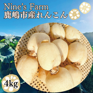 れんこん 4kg オーガニック 蓮根