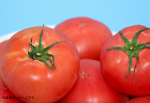 568 桃太郎トマト 約1.6kg 8～12個 品種 ブライト 甘み 糖度 6度以上 先行予約 【3～5月発送予定】
