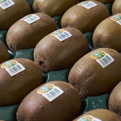 ふるさと納税 吉富町 福岡限定!ブランドキウイ「甘うぃ(あまうぃ)」約1.5kg箱(12-15玉)(吉富町) |  | 01