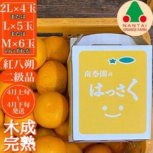 ちょっと 傷あり 木成完熟 紅はっさく 2L ～ M ( 4玉 ～ 6玉 ) 手さげ箱 【2026年4月上旬～発送】