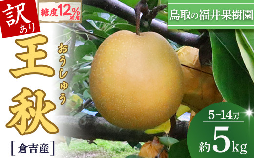 【訳あり】【期間限定】令和8年産 王秋 5kg 倉吉産 福井果樹園 梨 なし ナシ おうしゅう 王秋 ブランド梨 鳥取 5kg 果物 フルーツ 和梨 先行予約 数量限定 人気 甘い 鳥取県 倉吉市