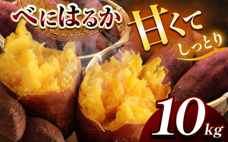 甘くておいしい！べにはるか 10kg 先行予約 ＜ 2025年9月中旬 ～ 12月 の期間より順次発送予定 ＞｜ さつまいも サツマイモ 芋 いも 野菜 紅はるか べにはるか 10kg
