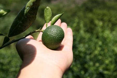 へべす 柑橘 【2024年8月～10月発送予定】ふぞろいへべす ひなたGAP認定 5kg [へべすの悠美園 宮崎県 日向市 452060277] 先行予約 期間限定 数量限定 果汁 香酸柑橘 調味料 