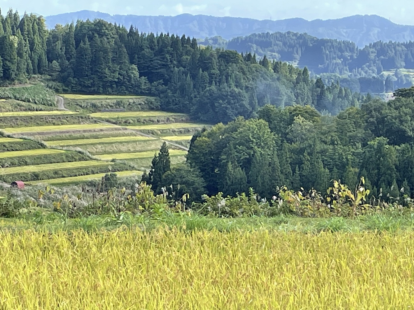 【令和７年産新米予約】【食味鑑定士厳選】　日本の棚田百選　新潟県十日町（魚沼）産　コシヒカリ20kg(5kg×4)