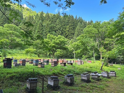 はちみつセット あかしあ＆桜 400g×2本 はちみつ