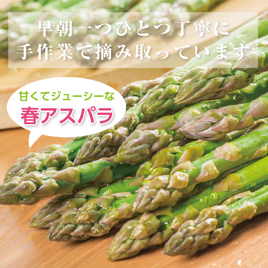 【2026年夏発送】寅福菜園の朝採り夏アスパラ　S（1.6kg）　グリーンアスパラ　朝採れ　農家直送　新鮮　甘い　夏野菜　旬野菜　特産品　北海道産