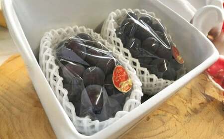 ぶどう 2026年 先行予約 ニュー ピオーネ 2房 合計1.2kg以上 【2026年8月下旬発送予定】 ／ ブドウ 葡萄 ニューピオーネ 岡山県産 国産 フルーツ 果物 ギフト 河本農園 岡山県 美