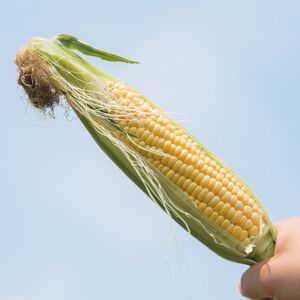 【 2026年 先行予約 】とうもろこし 8本 黄色 【 とうもろこし 】
