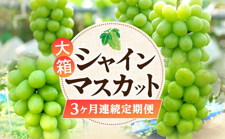 定期便 シャインマスカット ぶどう フルーツ 果物 大箱シャインマスカット3ヶ月連続定期便【配送不可地域：北海道・沖縄県・離島】_M02-0202