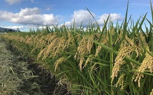 【令和6年産 新米 先行予約】 【農薬使用量8割減】 特別栽