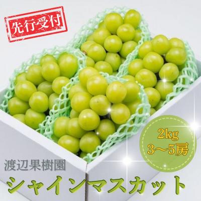 ふるさと納税 三条市 先行受付 シャインマスカット2kg(3~5房) 令和8年度 贈答用 渡辺果樹園 【034S008】