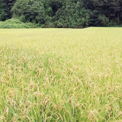 ふるさと納税 城里町 【令和6年産】城里町内・桂農産の【ふくまる】5kg(精米) |  | 02