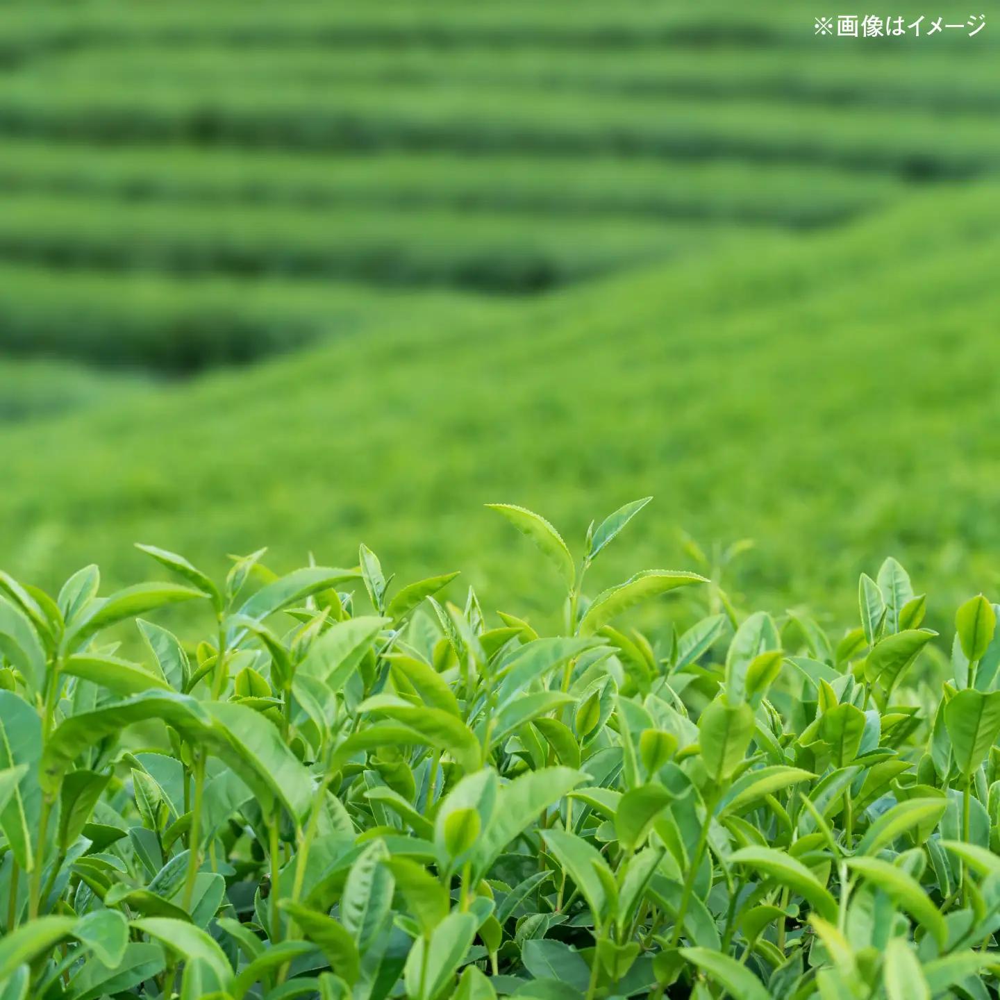 くにびき新茶 やぶきた 2本入　島根県松江市/島根県農業協同組合くにびき地区本部[ALBC005]