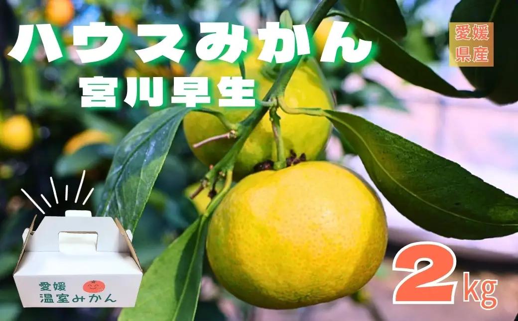 【2026年先行予約】みかん 愛媛 温室みかん 宮川早生 【8月中旬から順次発送予定】 グリーンハウスみかん 夏 数量限定 柑橘 フルーツ 伊予市｜B441