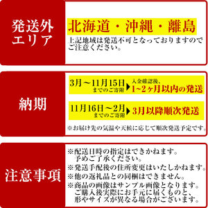 ＜観葉植物＞パキラ(7号) (陶器鉢(オストシリンダー(マットホワイト))・受け皿付) 観葉植物 植物 インテリア 開店祝い 移転祝い おしゃれ 室内 ギフト プレゼント オフィス 陶器鉢 受け皿 玄