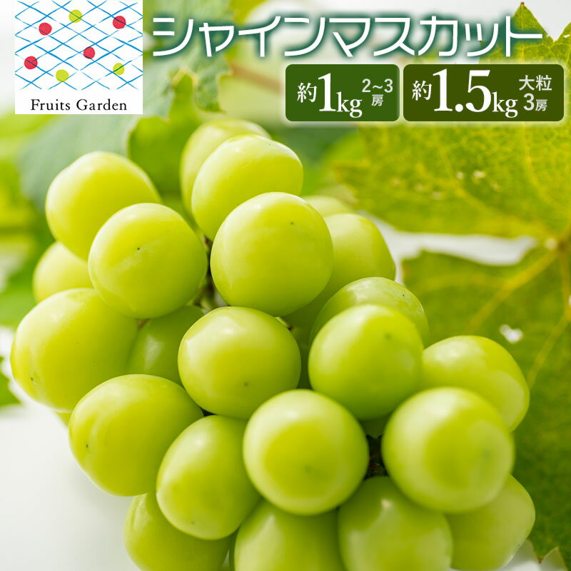 【ふるさと納税】【令和7年産】シャインマスカット　お選びください［約1kg(2～3房)・大粒 約1.5kg(3房)］　山形県鶴岡市　フルーツガーデン