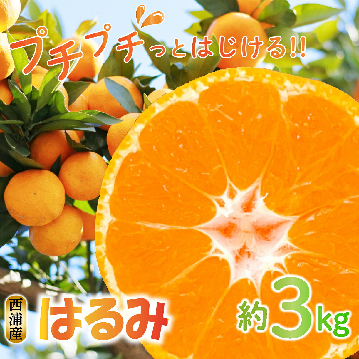 【ふるさと納税】 はるみ 約3kg 【予約受付】 2S～Mサイズ 2月上旬から順次配送 産地直送 柑橘 西浦 静岡県 沼津 みかん 川洋ぶどう園