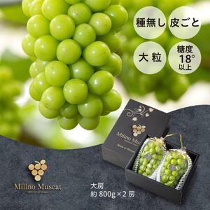 シャイン マスカット 2026年 「MiiinoMuscat」2房（(約1.6kg）ブドウ 葡萄  岡山 国産 フルーツ 果物 ギフト