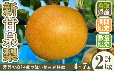 ＜先行予約受付中！8月下旬～10月下旬発送予定＞＜数量限定＞こばやし農園新甘泉梨(計2kg・4～7玉) ふるさと納税 境港市 特産品 ジューシー 完熟 なし ナシ 果物 くだもの フルーツ 旬 【sm-CK005】【こばやし農園】