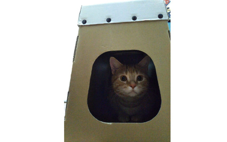ダンボール製猫ハウスとびばことんでミルにゃん！ - 段ボール製の今までなかった猫ハウス！