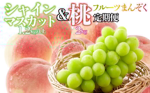 ＜25年発送先行予約＞【フルーツまんぞく定期便】桃 約2kg(5～8玉)×シャインマスカット 1.2kg以上(2～3房) 126-025 | 定期便 桃 シャインマスカット 山梨県産 フルーツ 果物 くだもの シャイン シャインマスカット 新鮮 人気 おすすめ 山梨 笛吹市 |