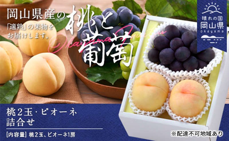 桃 ぶどう 2026年 先行予約 果物 詰合せ 白桃 晩生種 2玉 ニュー ピオーネ 1房 合計約1.0kg もも 葡萄 岡山県産 国産 フルーツ 果物 ギフト